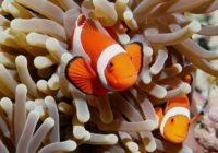 Sea Anemone and Clownfish relationship Commensalism