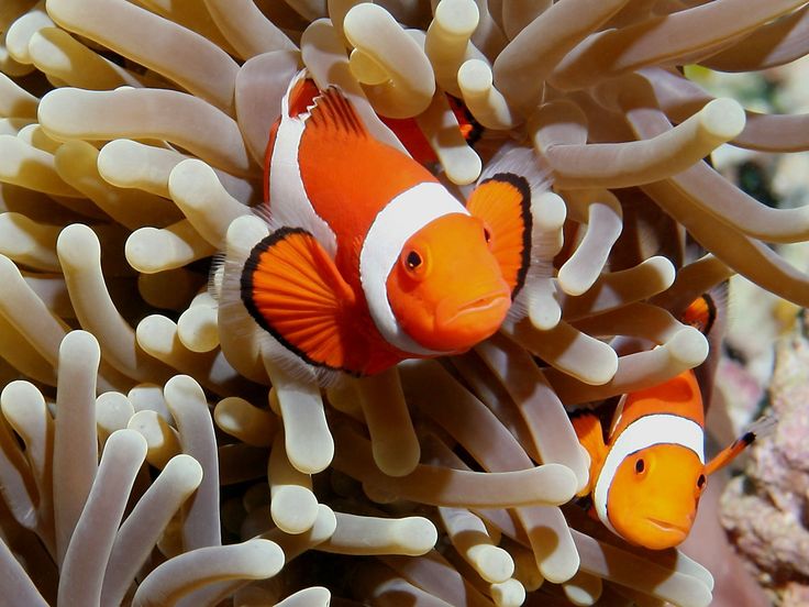 Sea Anemone And Clownfish Relationship Commensalism Future Tech